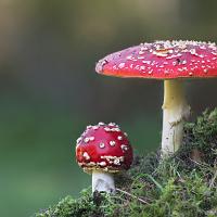 Fly Agaric 6 